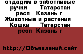 отдадим в заботливые ручки!!! - Татарстан респ., Казань г. Животные и растения » Кошки   . Татарстан респ.,Казань г.